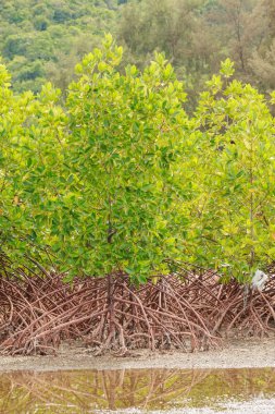 Kumsaldaki mangrov ağaçları