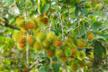 tropikal meyve, rambutan ağaç üzerinde 