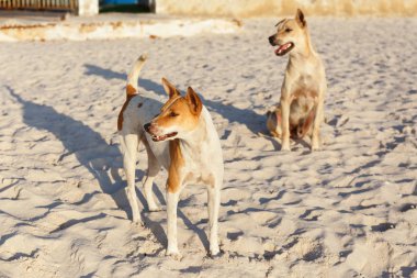 Tayland Hua Hin de sahilde Köpek
