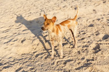Tayland Hua Hin de sahilde Köpek