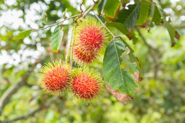 tropikal meyve, rambutan ağaç üzerinde