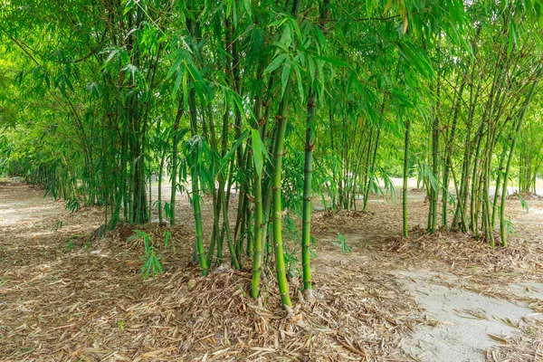 Bambu asiático na floresta — Fotografia de Stock