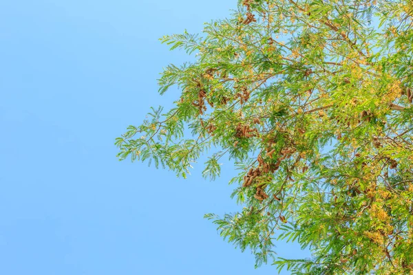 Tamarind tree on blue sky background