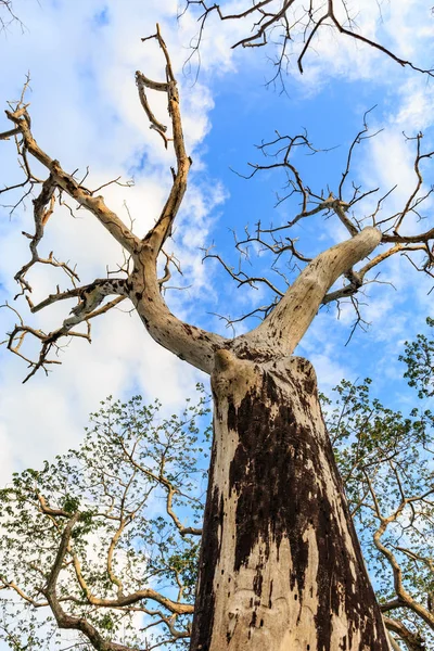 Сухое Дерево Облачном Голубом Небе — стоковое фото