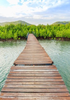 Mangrov ormanında eski köprü