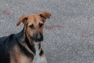 Evcil bir köpek beton yolda oturuyor.