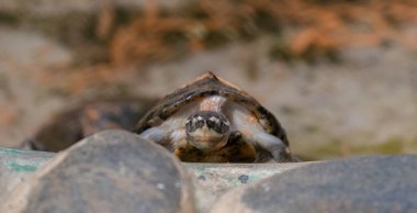 Kaplumbağalar (Testudinidae) Testudinidae familyasından bir sürüngen türüdür. Özellikle diğer kaplumbağalardan karada yaşayarak ayırt edilirler..