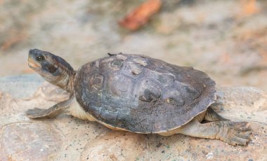 Tortoises (Testudinidae) are reptile species of the family Testudinidae of the order Testudines. They are particularly distinguished from other turtles by being land-dwelling. clipart
