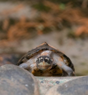 Kaplumbağalar (Testudinidae) Testudinidae familyasından bir sürüngen türüdür. Özellikle diğer kaplumbağalardan karada yaşayarak ayırt edilirler..