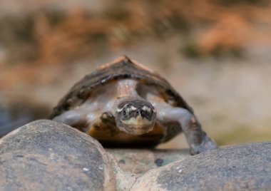 Kaplumbağalar (Testudinidae) Testudinidae familyasından bir sürüngen türüdür. Özellikle diğer kaplumbağalardan karada yaşayarak ayırt edilirler..