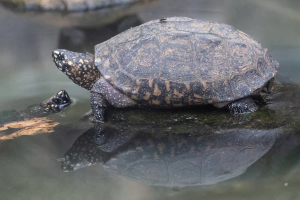 Las Tortugas Testudinidae Son Especies Reptiles Familia Testudinidae Del Orden — Foto de Stock