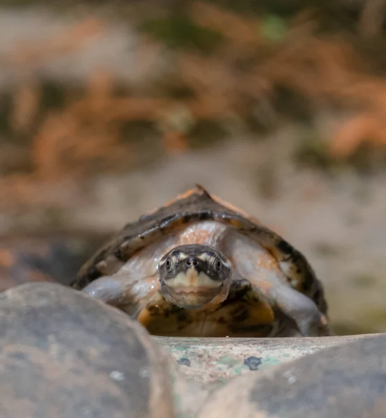 Sköldpaddor Testudinidae Reptilarter Familjen Testudinidae Ordningen Testudines Skiljer Sig Särskilt — Stockfoto