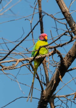 Erik başlı muhabbet kuşu (Psittacula siyanocephala) Rajaji Ulusal Parkı 'ndaki ağaç dalına tünemiş, Uttarakhand