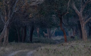 Hindistan 'daki ormanlarda yaşayan hayvanlar 