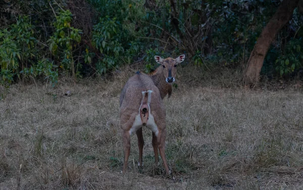 Cabra Selva India —  Fotos de Stock