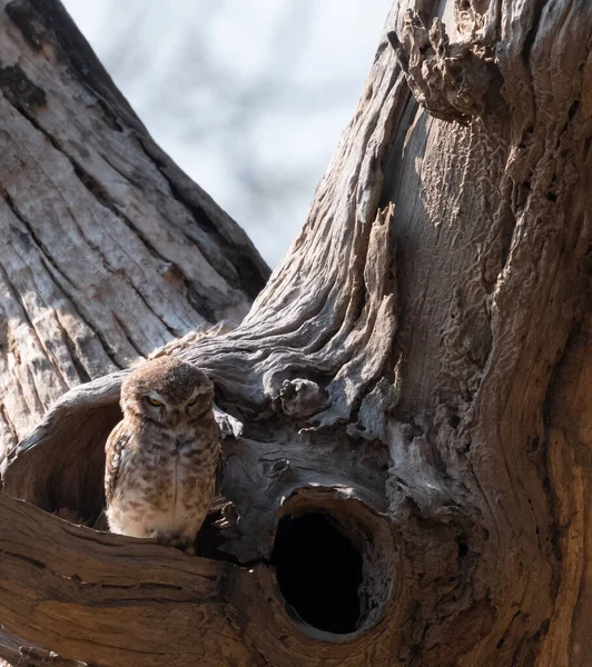 Олія Джунглів Glaucidium Radiatum Або Заборонена Головолка Джунглів Знаходиться Індійському — стокове фото