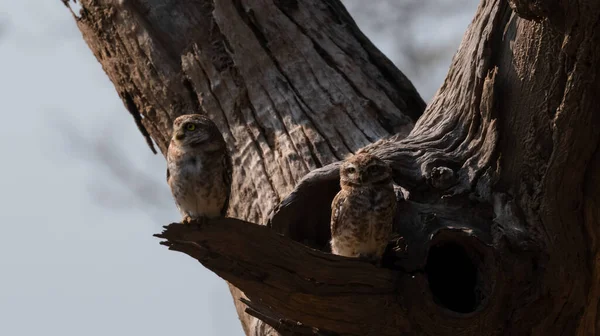 Jungle Owletsσκαρφαλωμένο Δέντρο Brach Στο Rajajji Εθνικό Πάρκο Haridwar Uttarakhand — Φωτογραφία Αρχείου