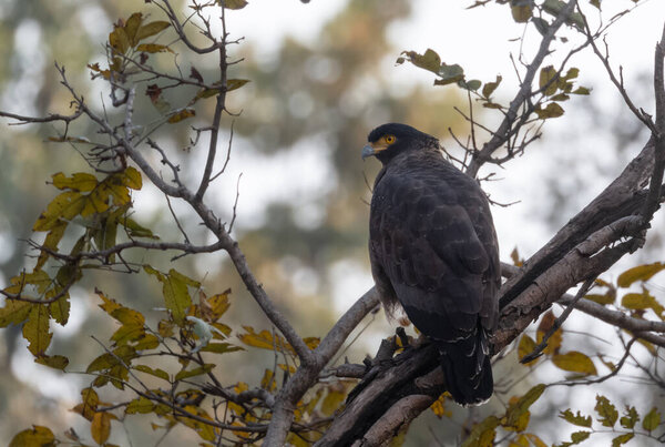 bird perching on tree, wild life
