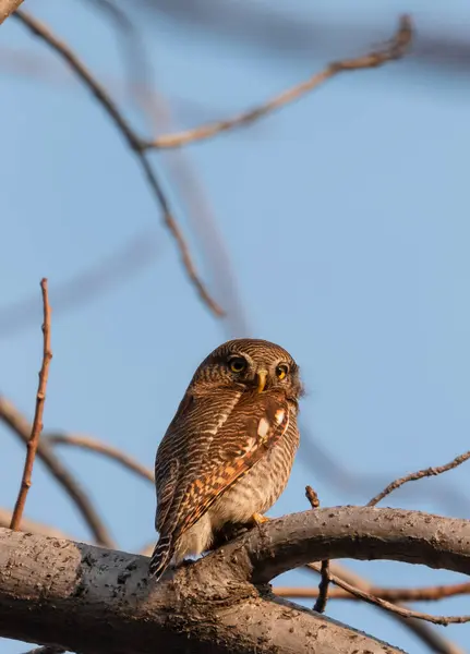 Олія Джунглів Glaucidium Radiatum Або Заборонена Головолка Джунглів Знаходиться Індійському — стокове фото