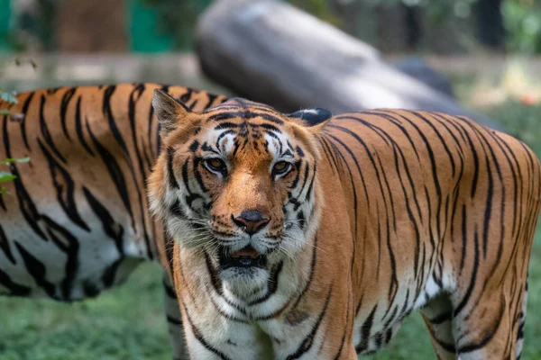 인도의 카르나타카 정글에서 서식지에서 인도의 벵골호랑이 Panthera Tigris — 스톡 사진