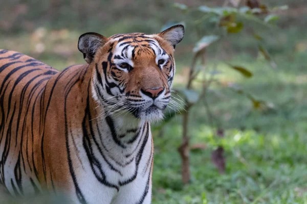 Ινδική Τίγρης Της Βεγγάλης Panthera Tigris Φυσικό Περιβάλλον Που Πυροβολήθηκε — Φωτογραφία Αρχείου