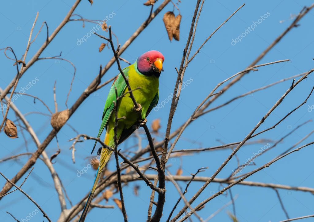 Periquito cabeza de ciruela (Psittacula cyanocephala) Encaramado en la