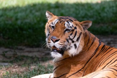 Hint Bengal Kaplanı (Panthera tigris) doğal ortamında Hindistan 'ın Karnataka Ormanları' nda çekildi.