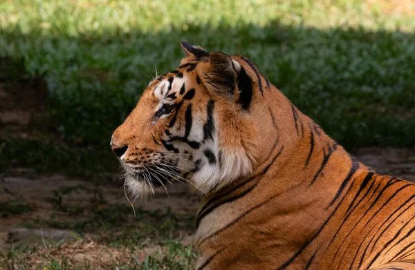 인도의 카르나타카 정글에서 서식지에서 인도의 벵골호랑이 Panthera Tigris — 스톡 사진