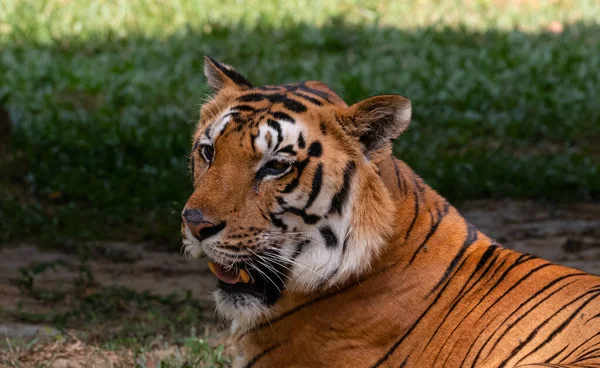 인도의 카르나타카 정글에서 서식지에서 인도의 벵골호랑이 Panthera Tigris — 스톡 사진