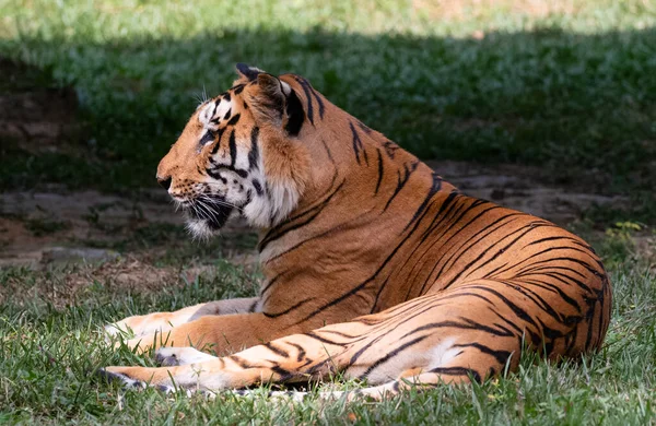 Tygrys Indyjski Panthera Tigris Naturalnych Siedliskach Dżungli Karnataki Indie — Zdjęcie stockowe