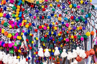 Puşkar, Rajasthan, Hindistan - 10 Kasım 2024: Rajasthani 'li bir erkekle Rajasthani panayırında yürüyen deve.