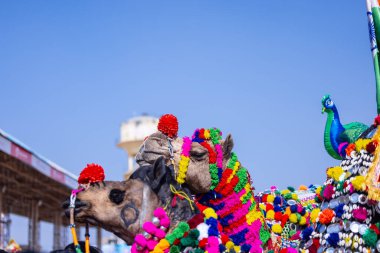 Puşkar, Rajasthan, Hindistan - 10 Kasım 2024: Rajasthani 'li bir erkekle Rajasthani panayırında yürüyen deve.