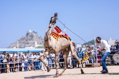 Puşkar, Rajasthan, Hindistan - 10 Kasım 2024: Rajasthani 'li bir erkekle Rajasthani panayırında yürüyen deve.