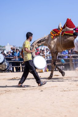 Puşkar, Rajasthan, Hindistan - 10 Kasım 2024: Rajasthani 'li bir erkekle Rajasthani panayırında yürüyen deve.