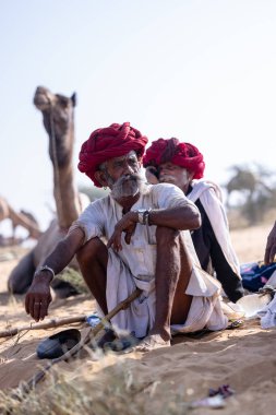 Puşkar, Rajasthan, Hindistan - 10 Kasım 2024: Geleneksel beyaz giysili rajasthani erkek portresi çöl panayırında renkli türbanlı deve fuarı sırasında develeri takas etmek için.