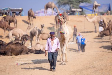 Puşkar, Rajasthan, Hindistan - 10 Kasım 2024: Rajasthani 'li bir erkekle Rajasthani panayırında yürüyen deve.