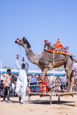 Pushkar, Rajasthan, Hindistan - 10 Kasım 2024: Deve fuarı sırasında kum tepeleri çöl zemininde deve dansı yapan ve antrenörleriyle eğlenen kalabalık.