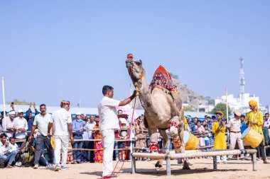 Pushkar, Rajasthan, Hindistan - 10 Kasım 2024: Deve fuarı sırasında kum tepeleri çöl zemininde deve dansı yapan ve antrenörleriyle eğlenen kalabalık.