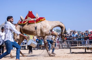 Pushkar, Rajasthan, Hindistan - 10 Kasım 2024: Deve fuarı sırasında kum tepeleri çöl zemininde deve dansı yapan ve antrenörleriyle eğlenen kalabalık.