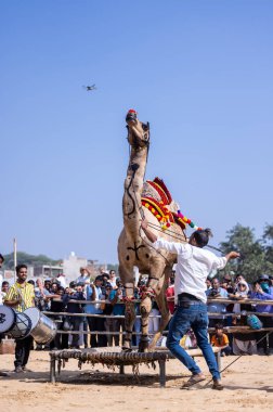 Pushkar, Rajasthan, Hindistan - 10 Kasım 2024: Deve fuarı sırasında kum tepeleri çöl zemininde deve dansı yapan ve antrenörleriyle eğlenen kalabalık.