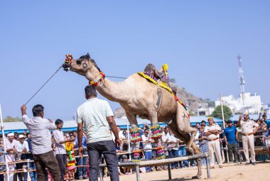 Pushkar, Rajasthan, Hindistan - 10 Kasım 2024: Deve fuarı sırasında kum tepeleri çöl zemininde deve dansı yapan ve antrenörleriyle eğlenen kalabalık.