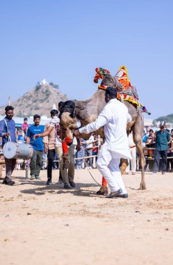 Pushkar, Rajasthan, Hindistan - 10 Kasım 2024: Deve fuarı sırasında kum tepeleri çöl zemininde deve dansı yapan ve antrenörleriyle eğlenen kalabalık.