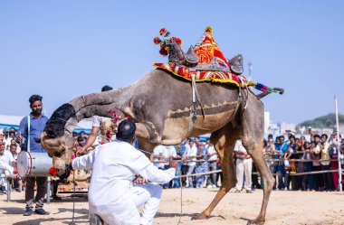 Pushkar, Rajasthan, Hindistan - 10 Kasım 2024: Deve fuarı sırasında kum tepeleri çöl zemininde deve dansı yapan ve antrenörleriyle eğlenen kalabalık.