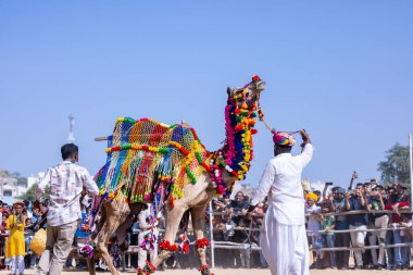 Puşkar, Rajasthan, Hindistan - 10 Kasım 2024: deve ticareti fuarı
