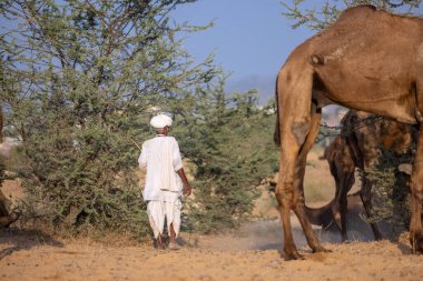 Puşkar, Rajasthan, Hindistan - 10 Kasım 2024: deve ticareti fuarı
