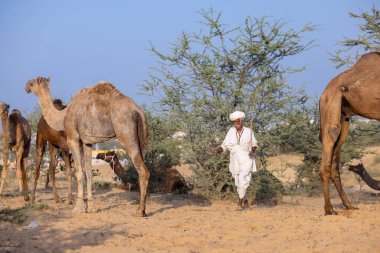Puşkar, Rajasthan, Hindistan - 10 Kasım 2024: deve ticareti fuarı