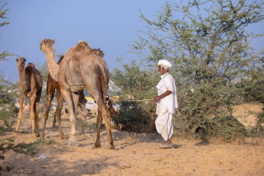 Puşkar, Rajasthan, Hindistan - 10 Kasım 2024: deve ticareti fuarı