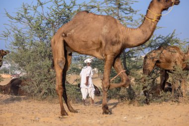 Puşkar, Rajasthan, Hindistan - 10 Kasım 2024: deve ticareti fuarı