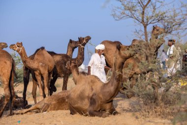 Puşkar, Rajasthan, Hindistan - 10 Kasım 2024: deve ticareti fuarı