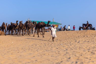Pushkar, Rajasthan, India - November 10, 2024: Portrait of a rajasthani male in traditional white clothes with colourful turban at desert fairground during the pushkar camel fair for trading camels.